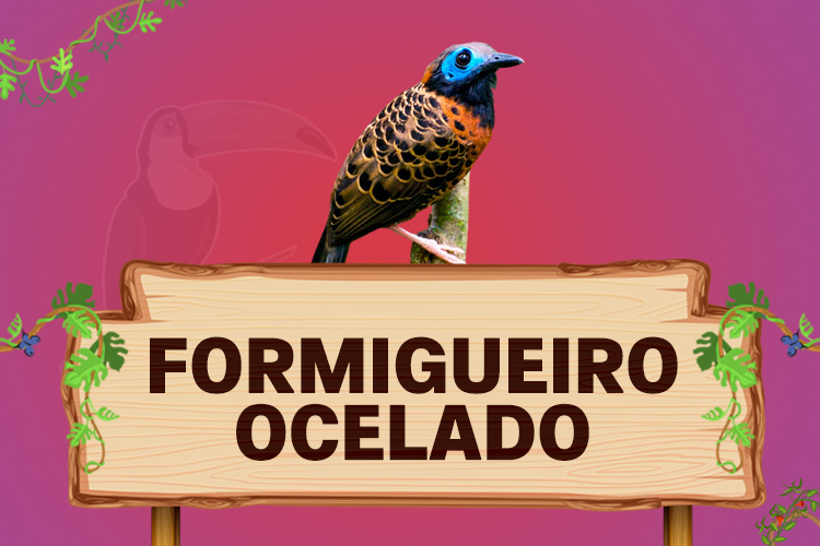 formigueiro ocelado