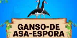 ganso de asa espora