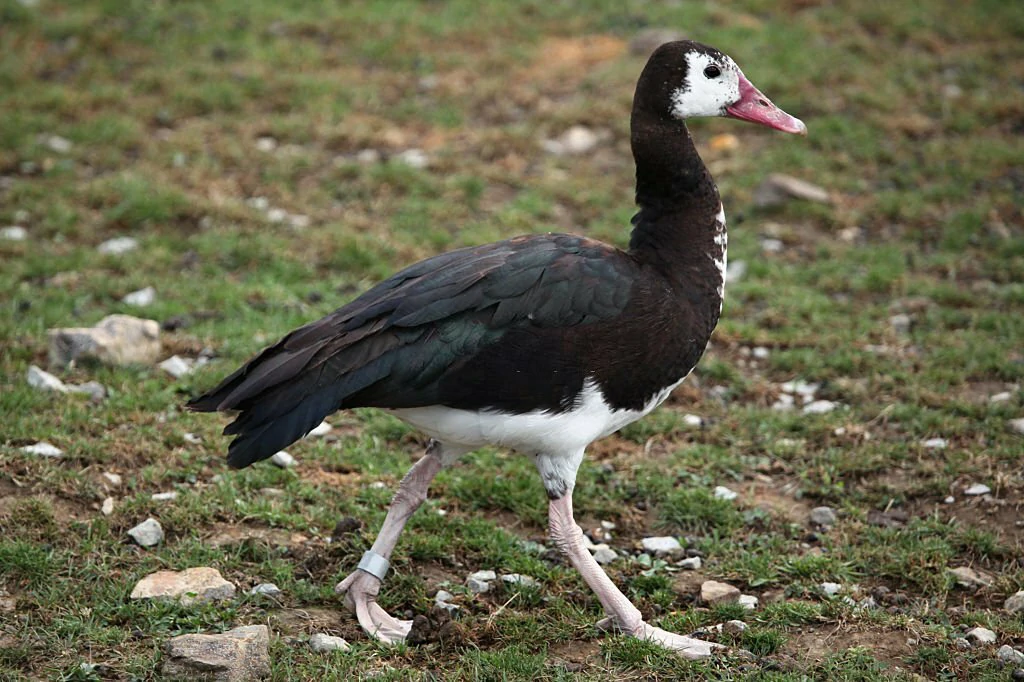 ganso-de-asa-espora habitat