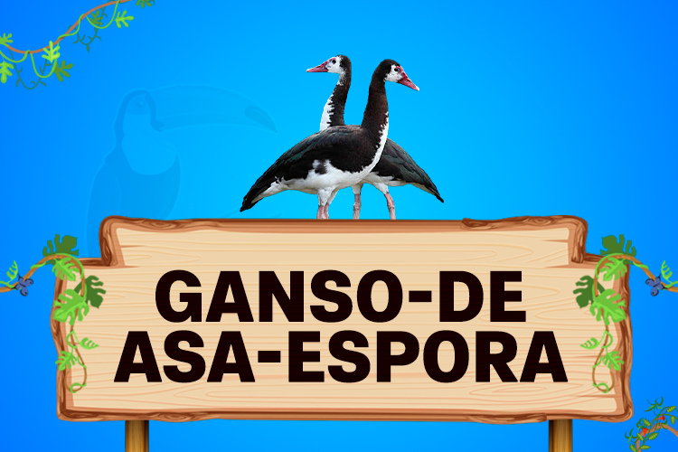 ganso de asa espora