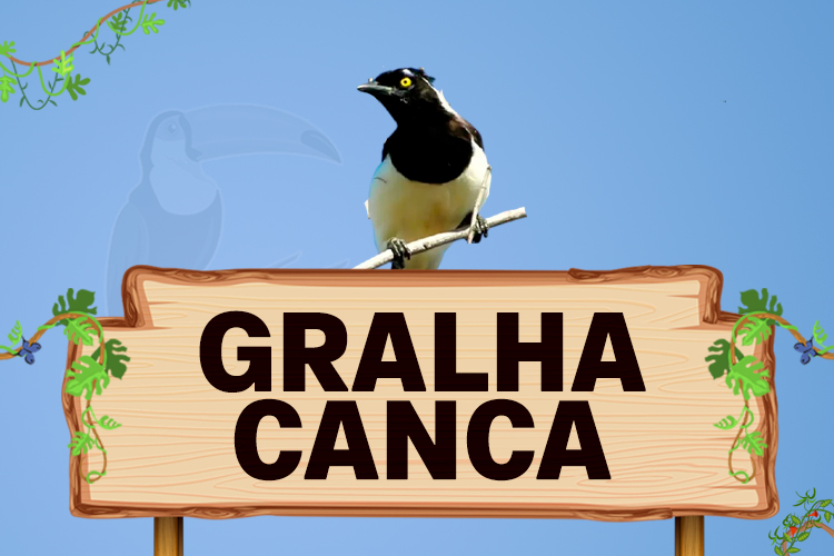 gralha canca