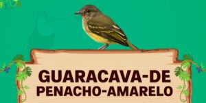 guaracava de penacho amarelo