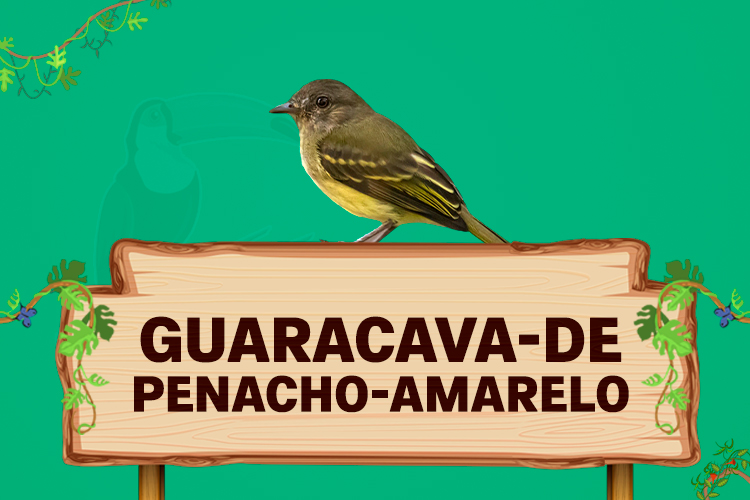 guaracava de penacho amarelo