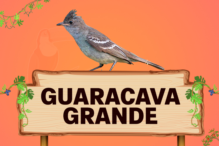 guaracava grande