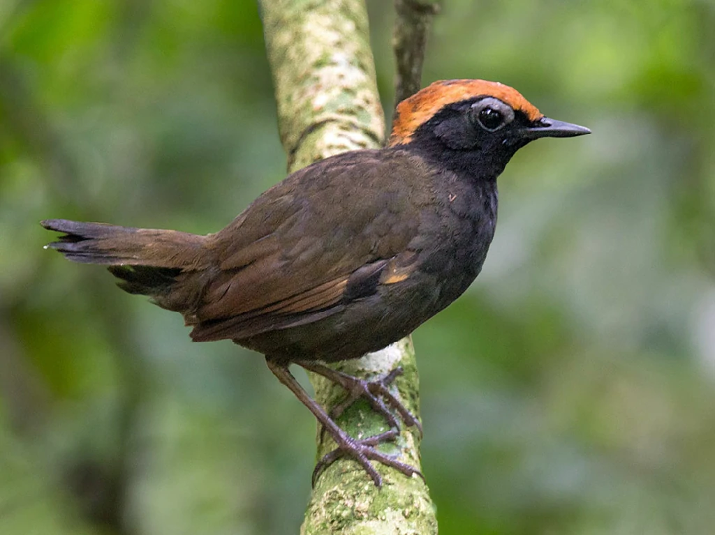 habitat da galinha-do-mato