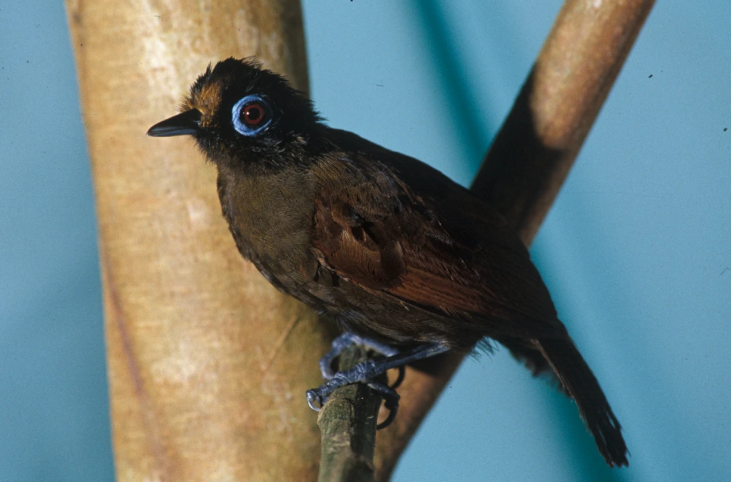 habitat da mae-de-taoca-cabecuda