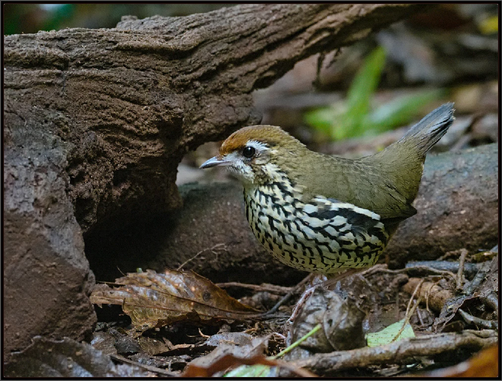 habitat da tovaca-cantadora