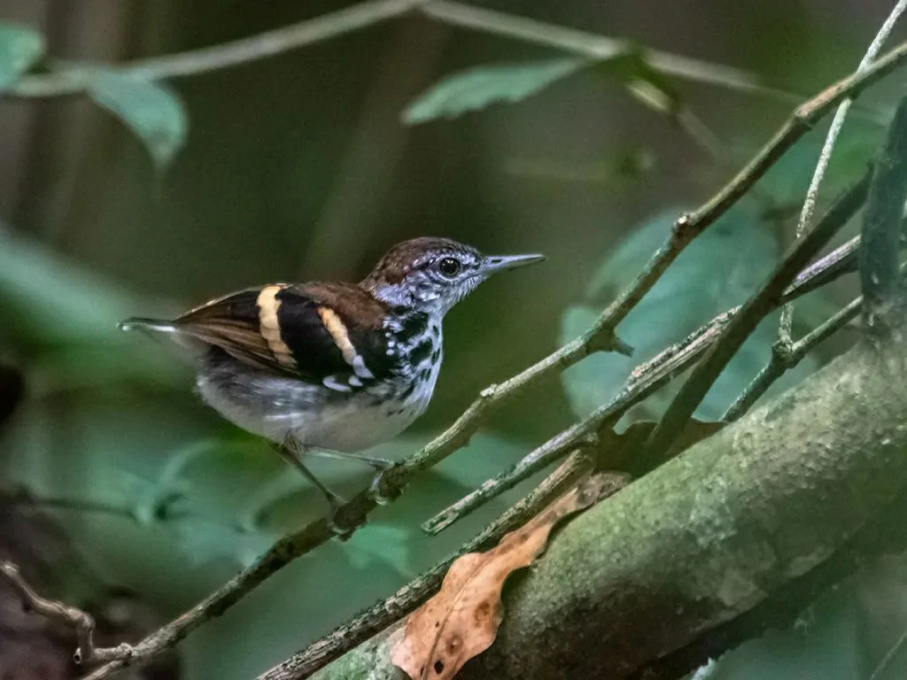 habitat da tovaquinha