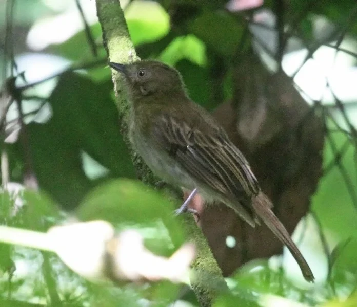 habitat do Flautim-pardo