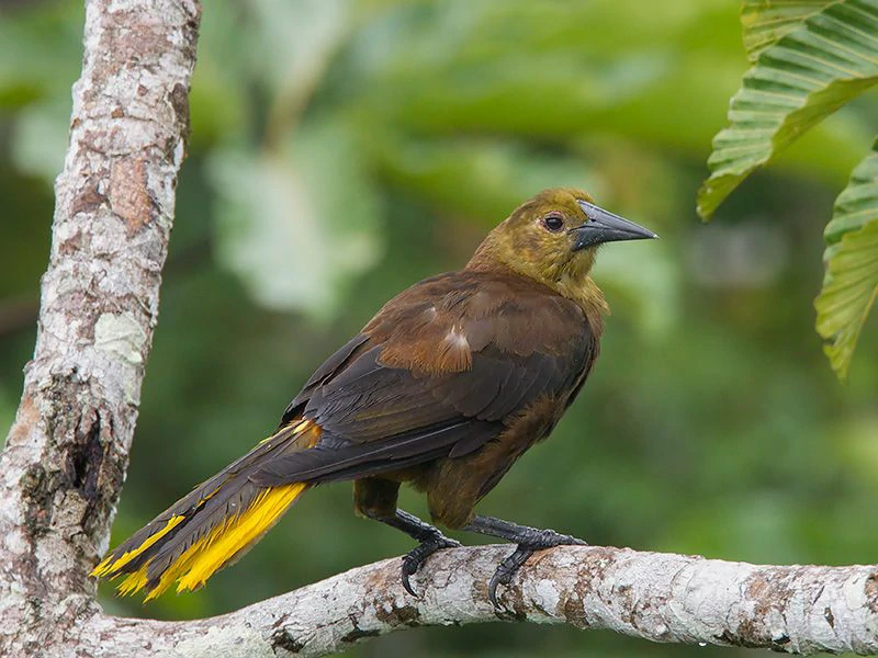 habitat do Japu-pardo