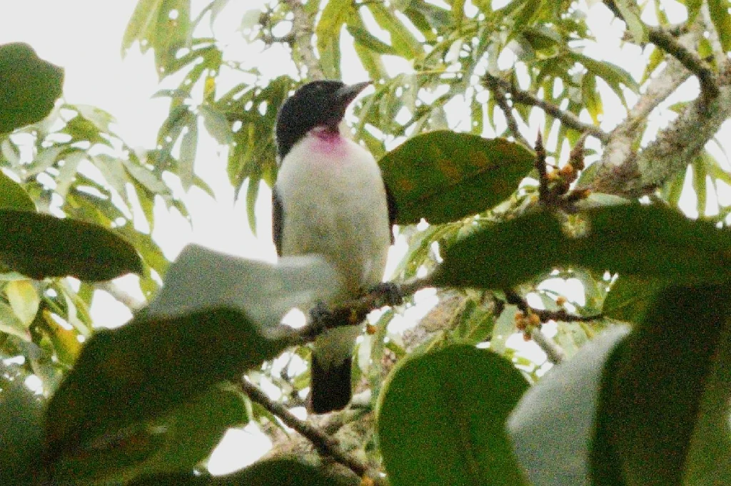 habitat do anambe-de-garganta-encarnada