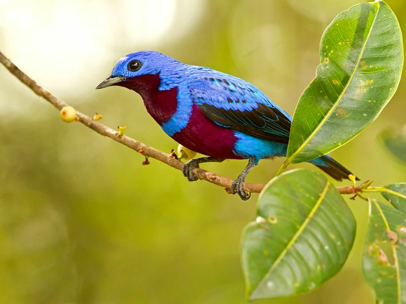 habitat do anambe-de-peito-roxo