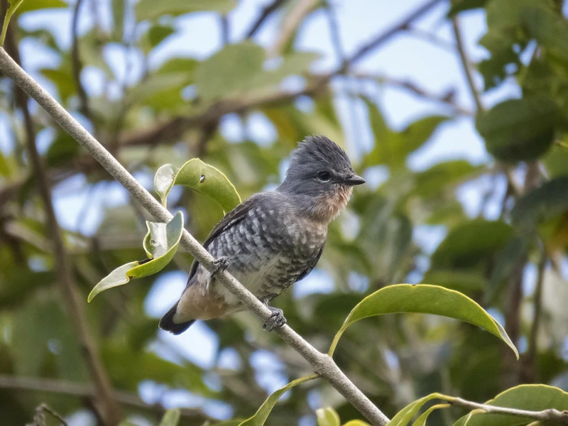 habitat do anambezinho