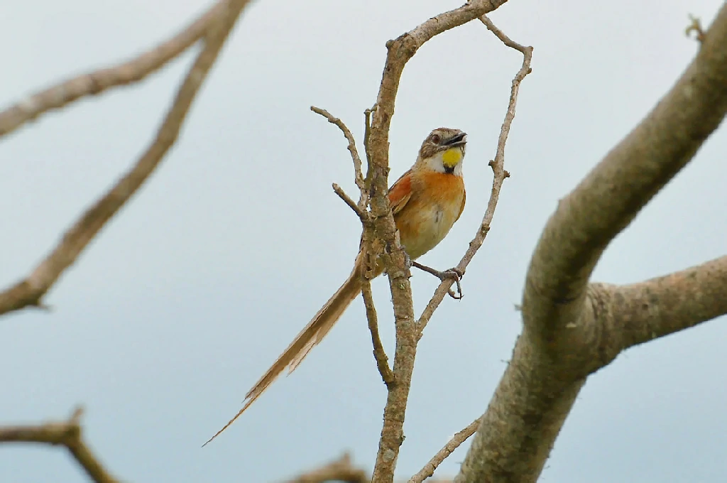 habitat do bichoita