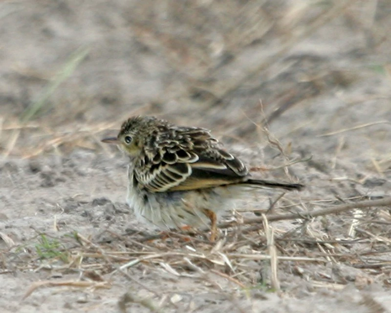 habitat do caminheiro-zumbidor