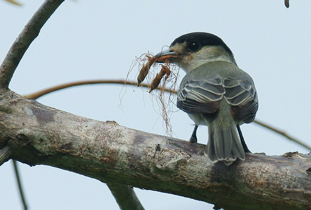 habitat do caneleiro-cinzento