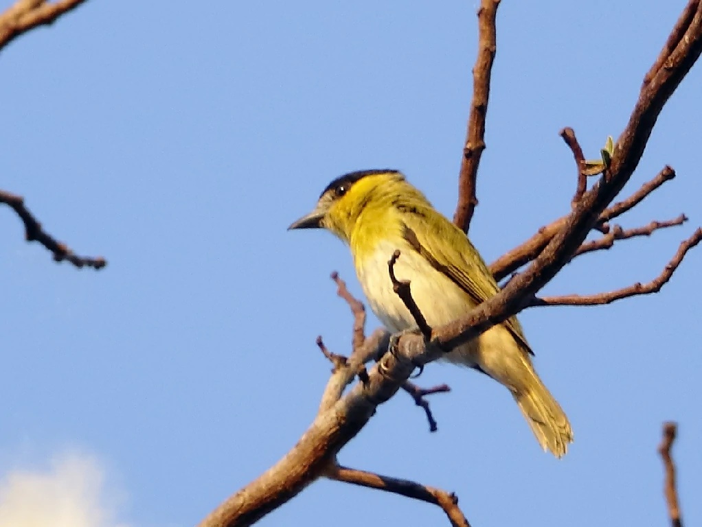 habitat do caneleiro-verde