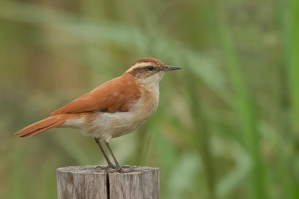 habitat do casaca-de-couro-da-lama