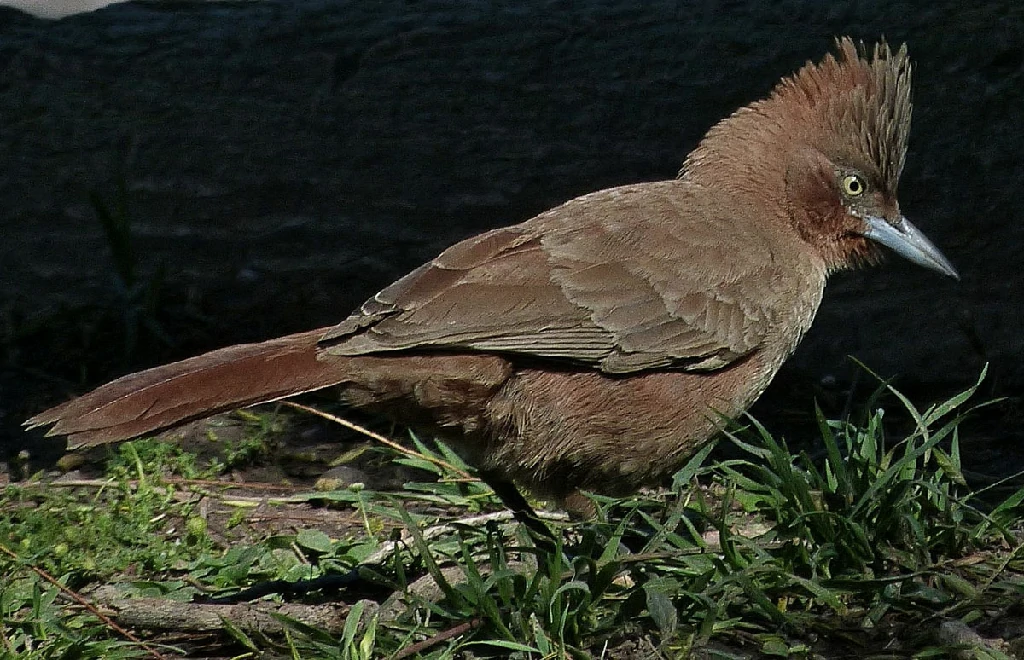 habitat do casaca-de-couro-do-sertao