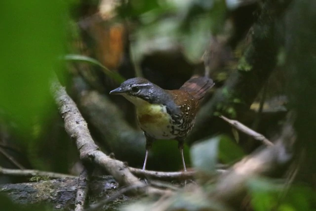 habitat do corneteiro-da-mata