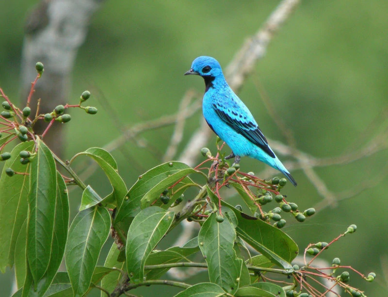 habitat do cotinga-azul