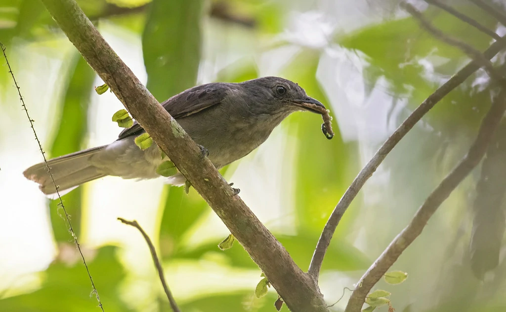 habitat do cricrio-seringueiro