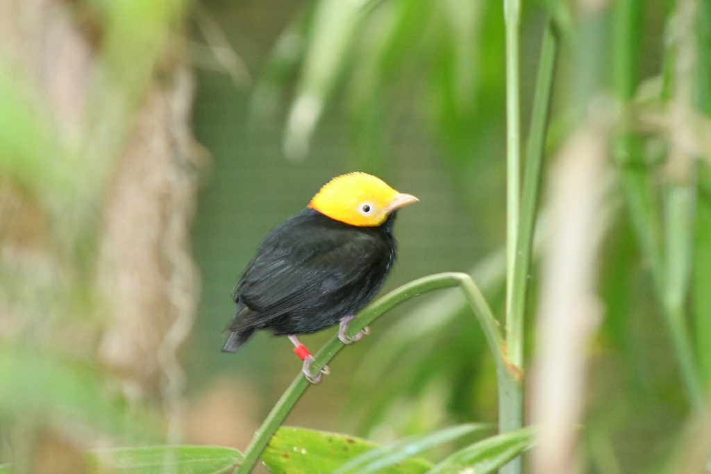 habitat do dancarino-de-cabeca-amarela