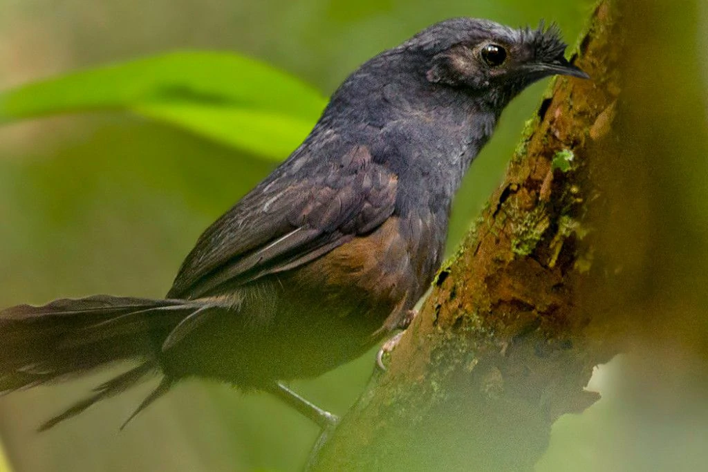 habitat do entufado-baiano