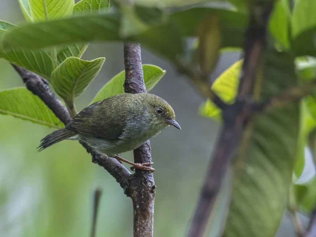 habitat do flautim-marrom