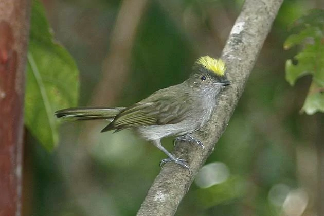 habitat do fruxu-do-cerradao