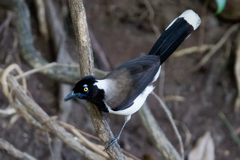 habitat do gralha-canca