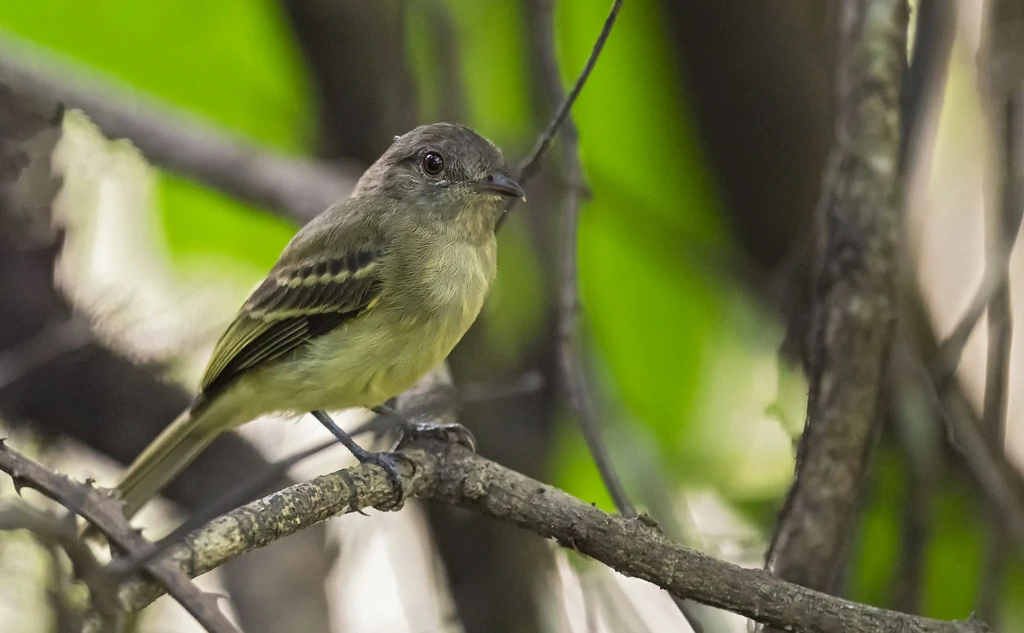 habitat do guaracava-de-penacho-amarelo