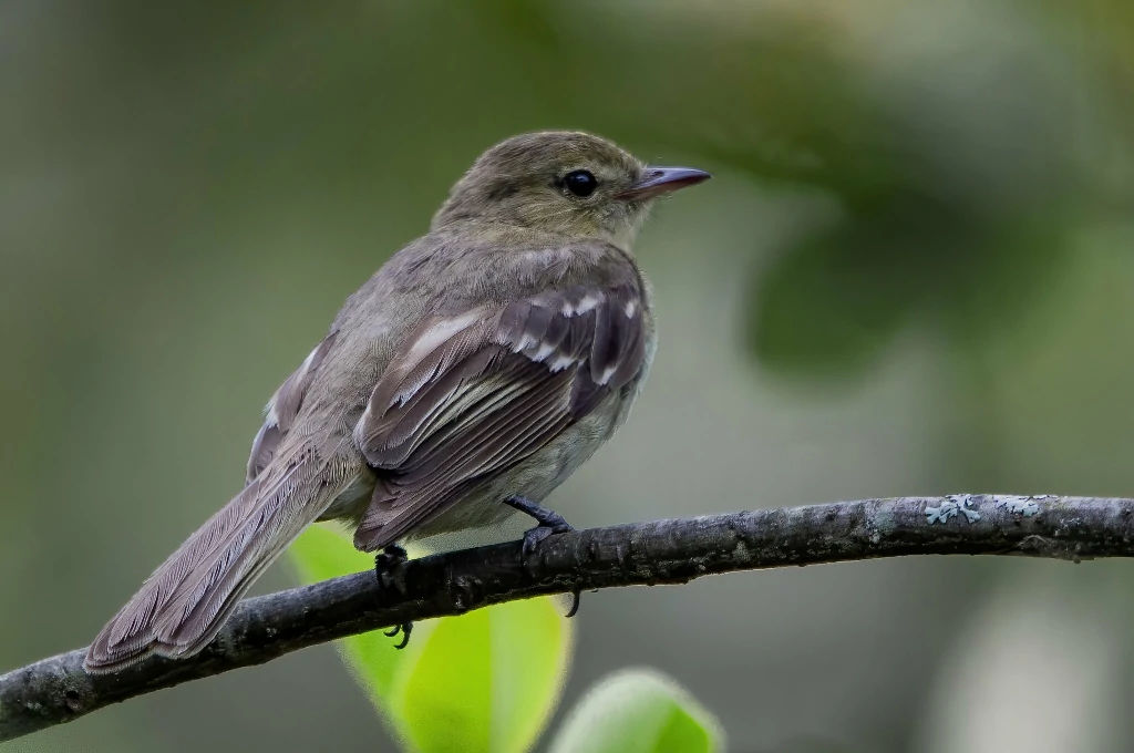 habitat do guaracava-grande