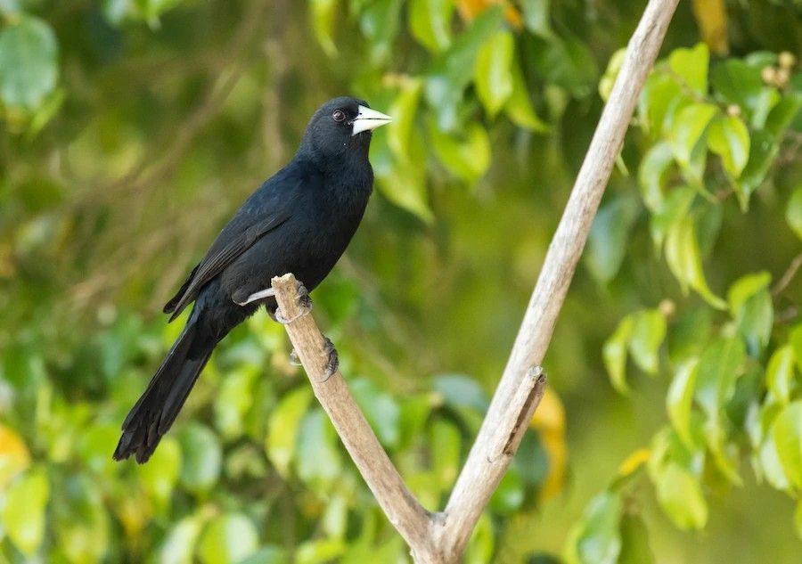 habitat do irauna-de-bico-branco