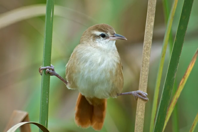 habitat do joao-da-palha