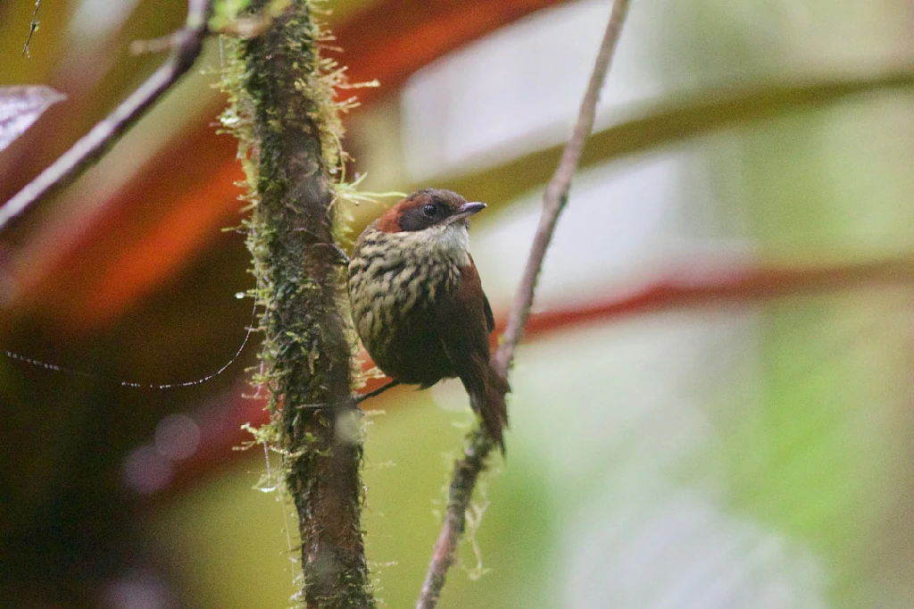 habitat do joao-de-roraima