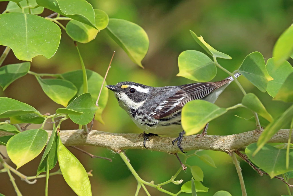 habitat do mariquita-de-garganta-preta