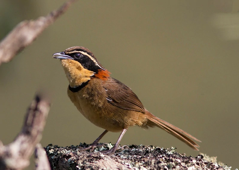 habitat do meia-lua-do-cerrado