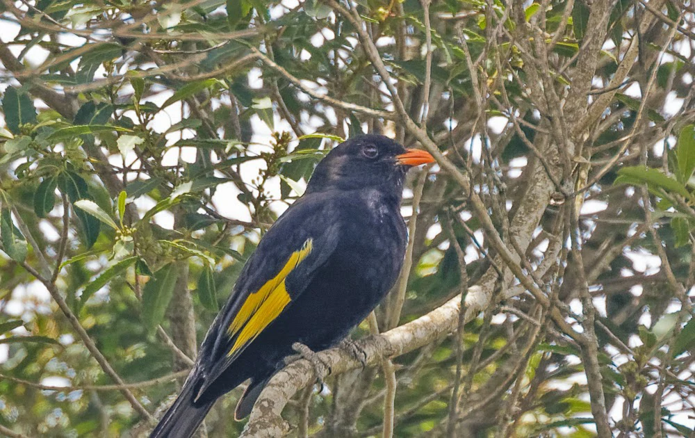 habitat do passaro saudade