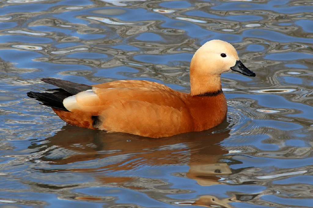 habitat do pato-ferrugineo