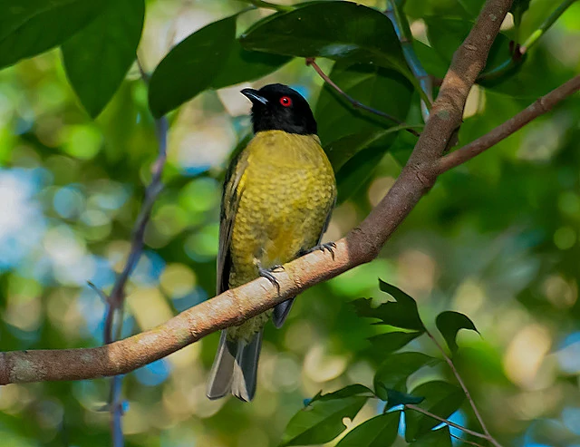 habitat do sabia-pimenta