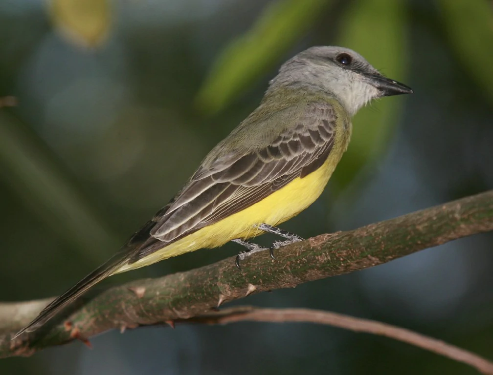 habitat do suiriri-cinzento