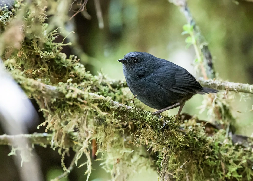 habitat do tapaculo-da-chapada-diamantina