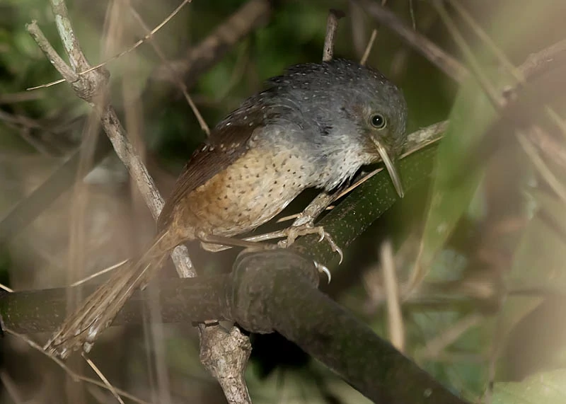 habitat do tapaculo-pintado