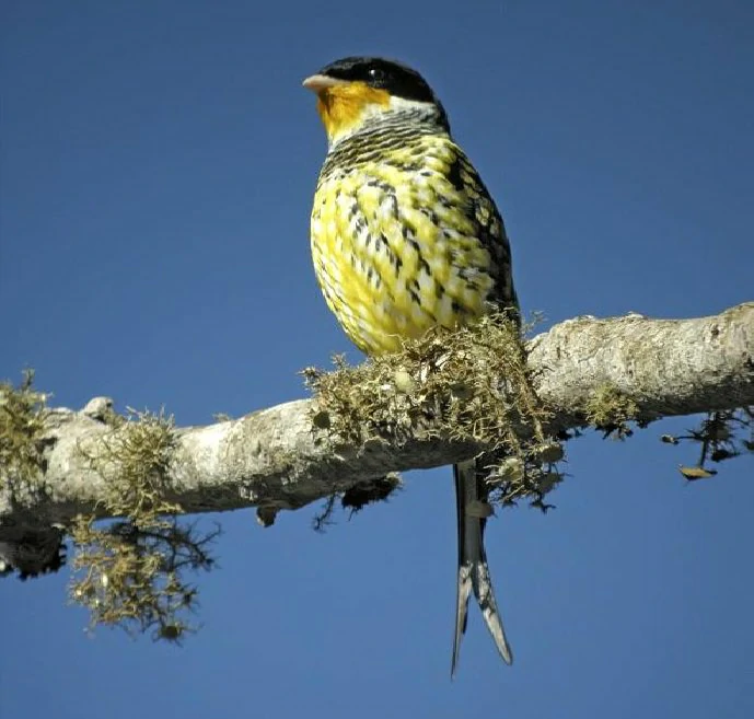 habitat do tesourinha-da-mata