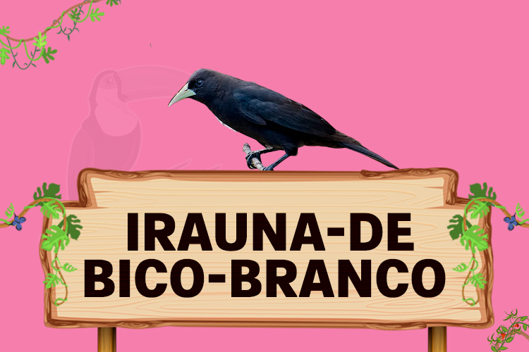 irauna de bico branco