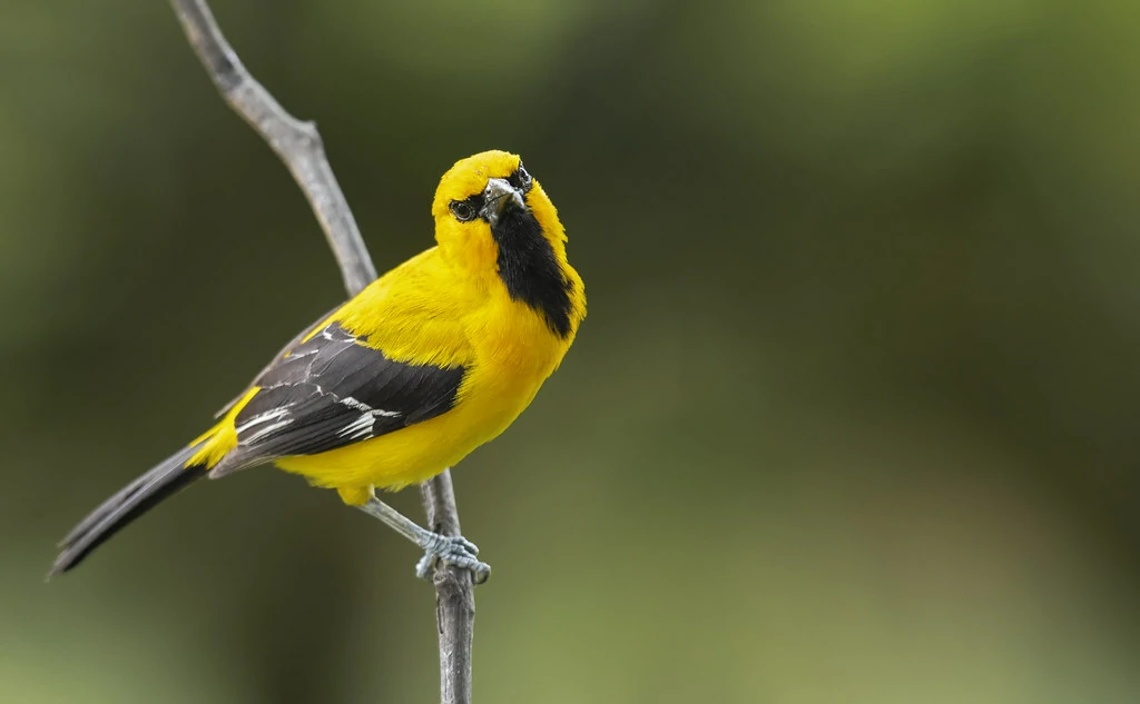 joao-pinto-amarelo