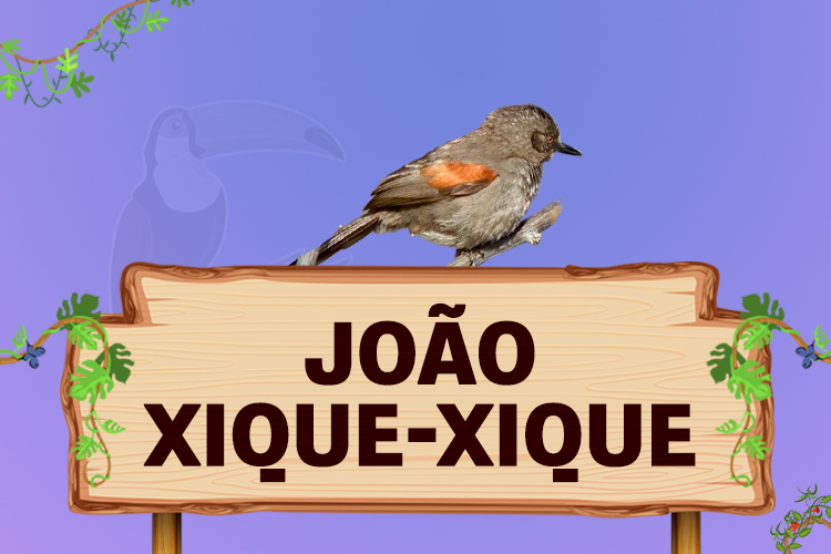 joão xique xique