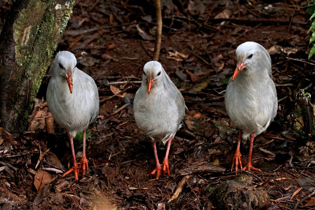 kagu da planície