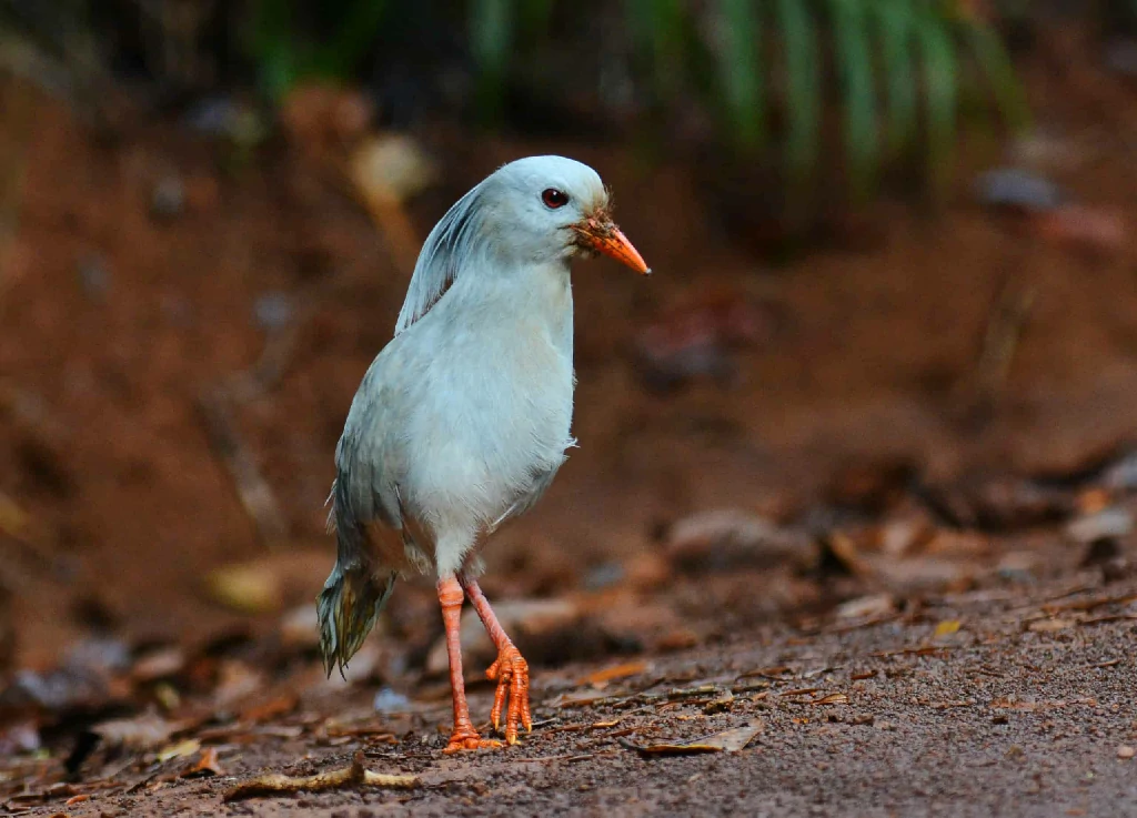 kagu da planície